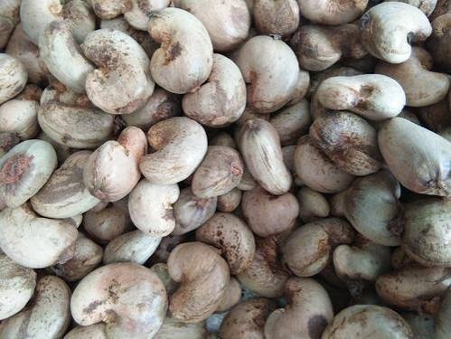 Raw Cashew Nuts
